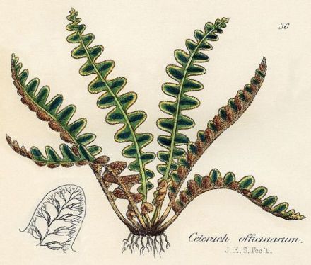 Teucrion - Ceterach officinarum - скребница лекарственная